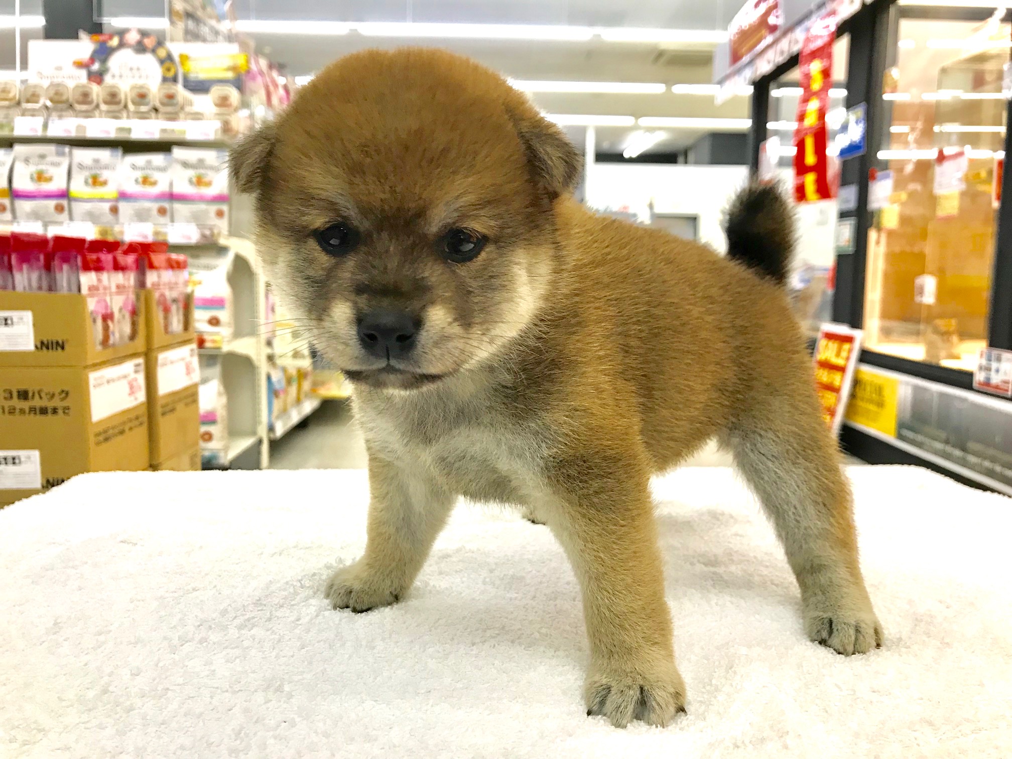 ぬいぐるみの様な愛らしい見た目♡ | 柴犬 （117156） - ペットショップ マルワン鎌ヶ谷 千葉県鎌ヶ谷市北初富