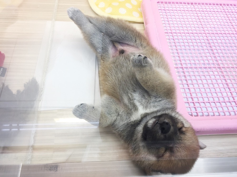 将来が楽しみな要素満載なベイビーです♪ | 豆柴 （6130708） - ペットショップ マルワン大倉山 神奈川県横浜市港北区