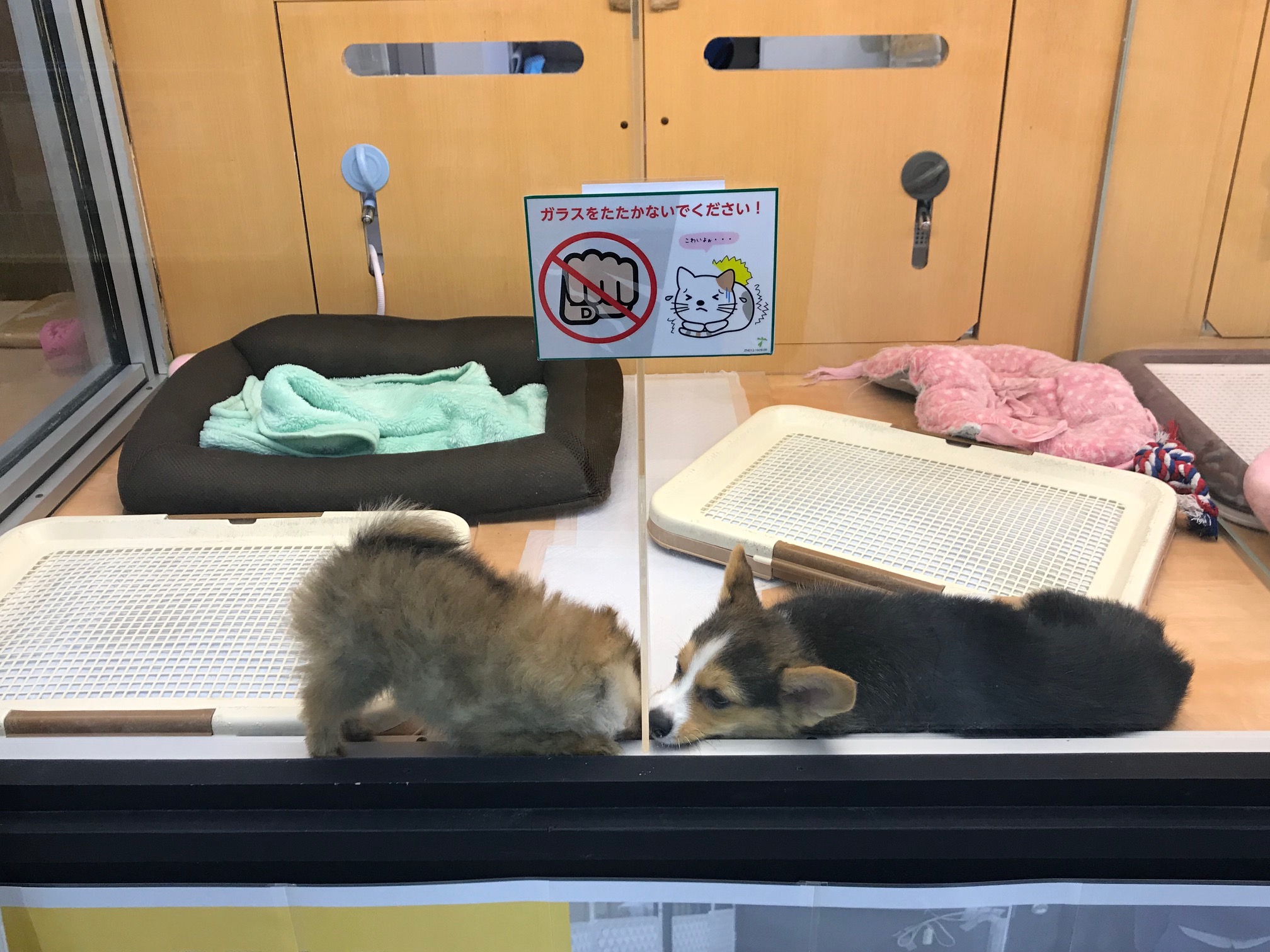 コーギーちゃんとも仲良し | ポメラニアン (117153) - ペットショップ マルワン鎌ヶ谷 千葉県鎌ヶ谷市北初富