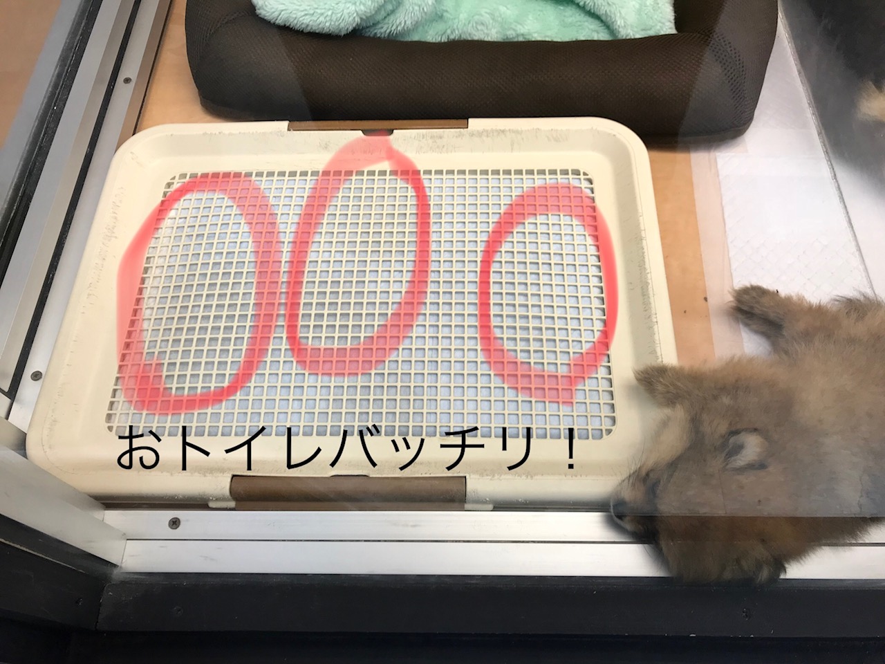 トイレも優秀! | ポメラニアン (117153) - ペットショップ マルワン鎌ヶ谷 千葉県鎌ヶ谷市北初富