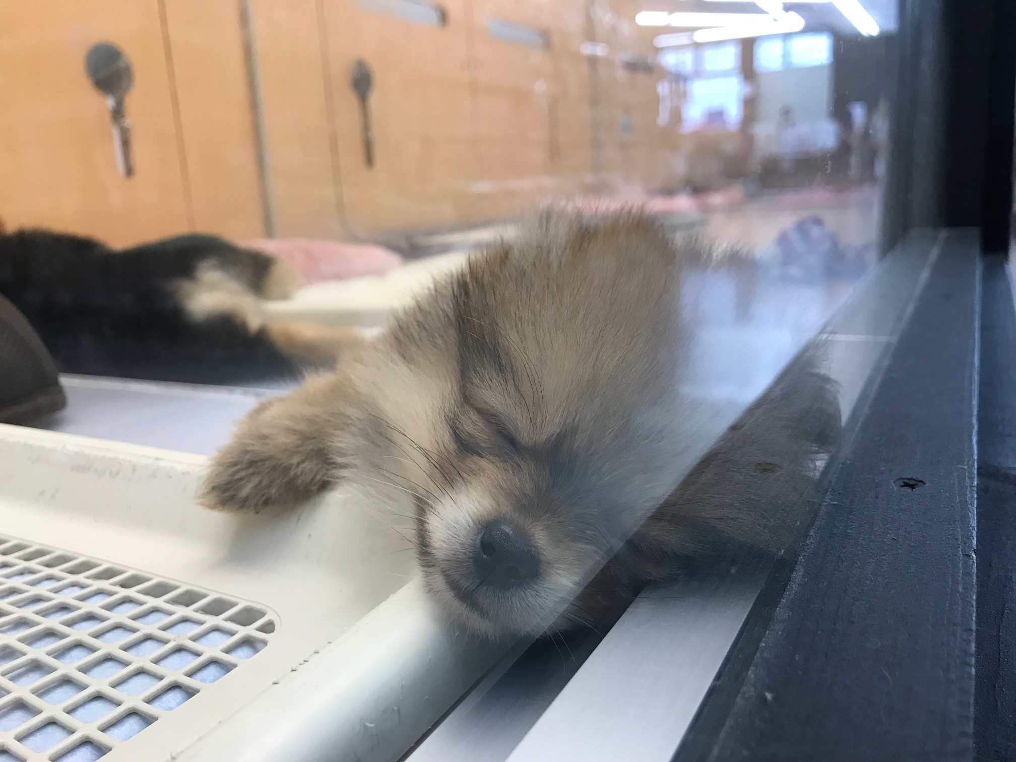 この子の成犬時の予想体重は2~2.5kgです。 | ポメラニアン (117153) - ペットショップ マルワン鎌ヶ谷 千葉県鎌ヶ谷市北初富