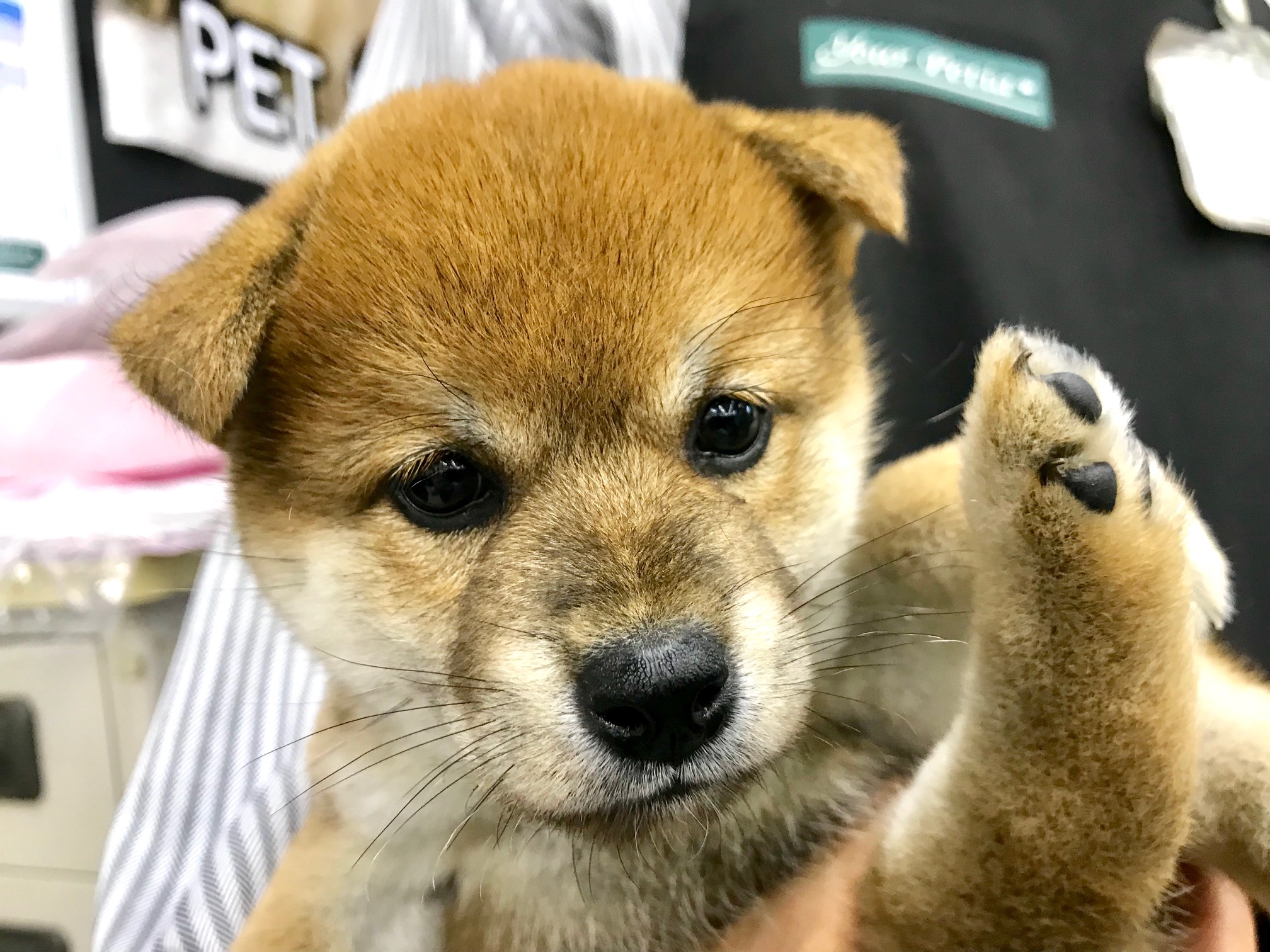 千葉で有名なブリーダーさん出身 | 柴犬 （117156） - ペットショップ マルワン鎌ヶ谷 千葉県鎌ヶ谷市北初富