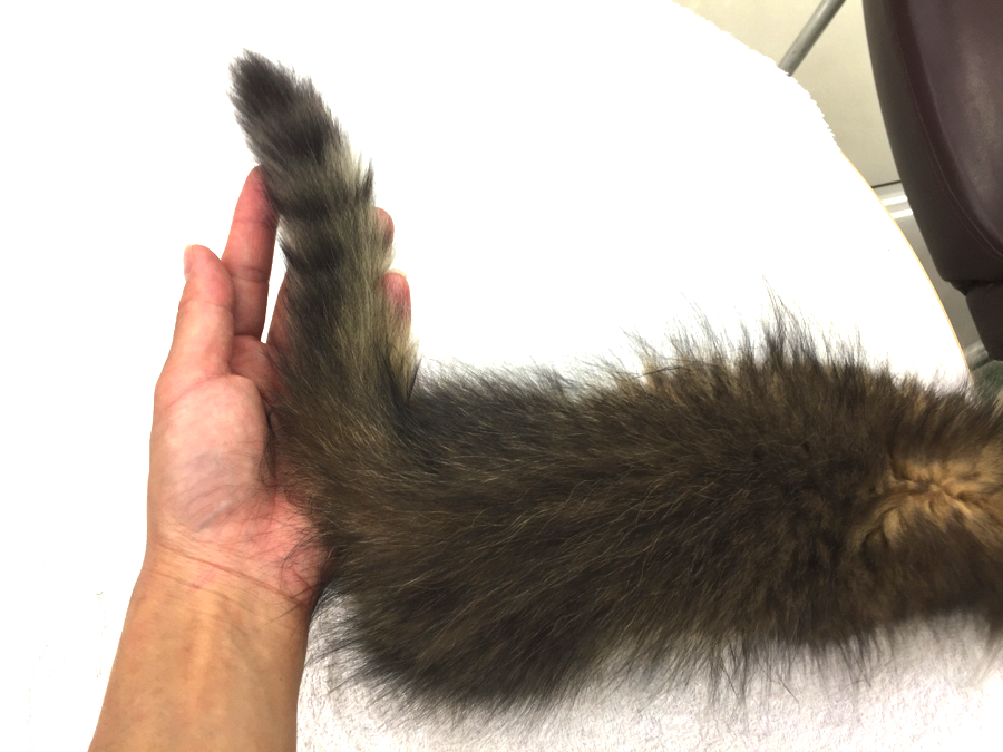 うっすらとタビー模様が現れている尻尾にも大注目 | ペルシャ （6130700） - ペットショップ マルワン大倉山 神奈川県横浜市港北区