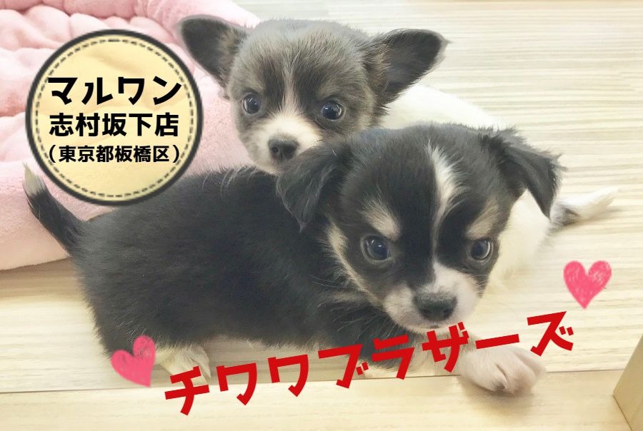 【兄弟チワワ】なんと2匹ともレアカラー！可愛さレベルMAXのチワワブラザーズ登場！！：ペットショップ マルワン志村坂下店（東京都板橋区）｜オススメ子犬情報No.914348＆914349
