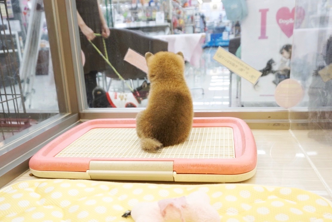 バックショットが可愛すぎる♥ | 豆柴 （6130708） - ペットショップ マルワン大倉山 神奈川県横浜市港北区
