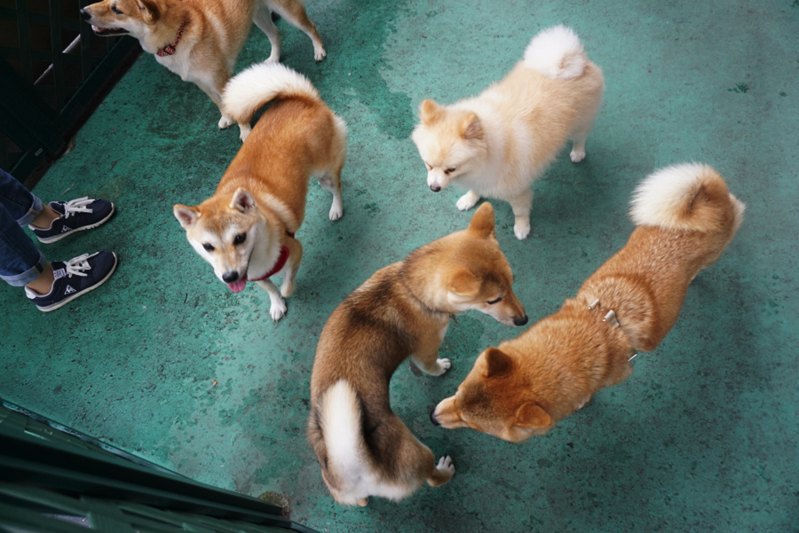 柴犬…柴犬…柴犬…ポメ(柴犬カット) | イベント - 大倉山店同窓会