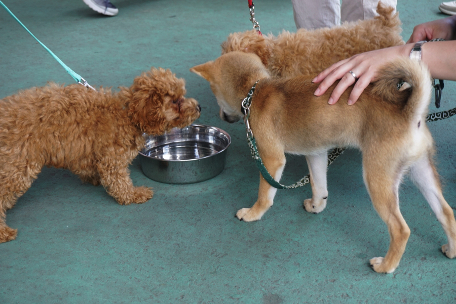 1番のお気に入りの写真 | アニコム損保＆マルワンコラボイベント:パピー教室
