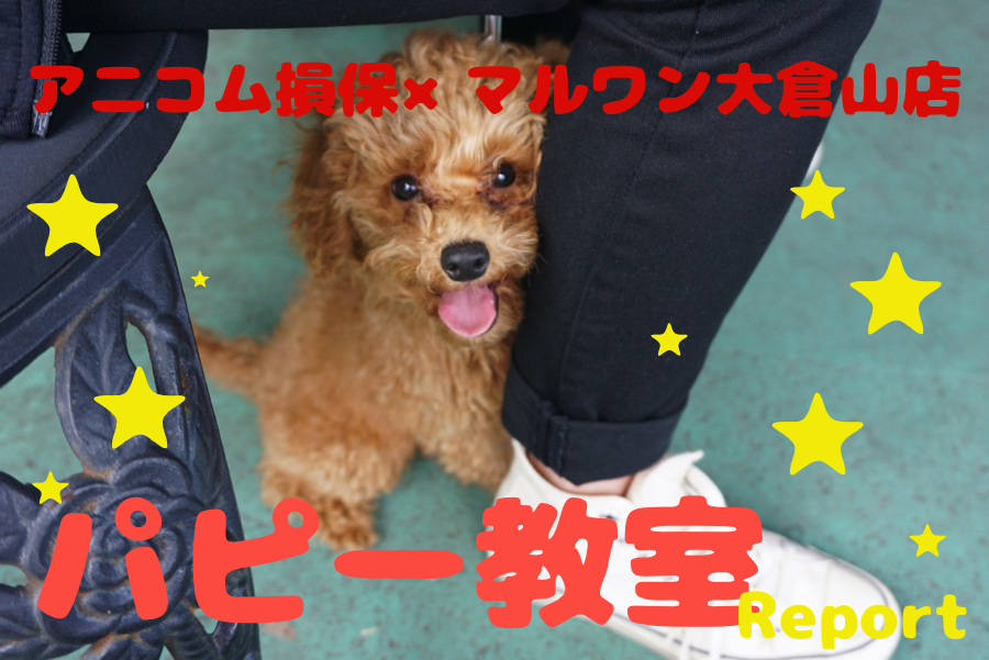 【6/27パピー教室開催報告!!】毎月開催！アニコム損保×マルワン大倉山店コラボイベント!!