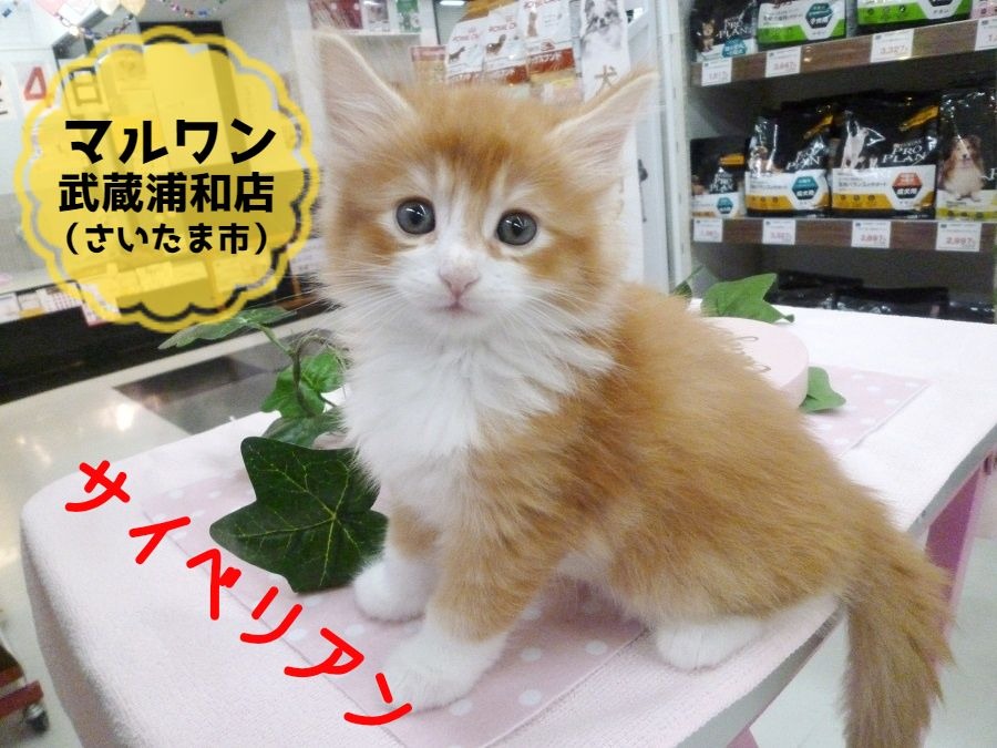 【希少猫！サイベリアン】朗報！！アレルギーが出にくい夢のロシアンキャットがやって来た！！：ペットショップマルワン武蔵浦和店（さいたま市）｜オススメ子猫情報！No.412698
