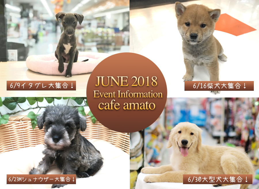 【ドッグカフェ】6月は大集合イベント開催!＆amato（アマート） で、ワインも飲めちゃいます！：cafe amato VOL.3