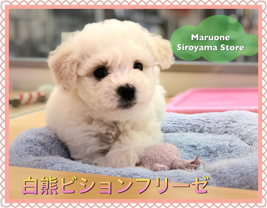 【白熊ビション】世界一可愛らしい希少犬種！ビションフリーゼの登場です♡：ペットショップ｜ペッツワン城山店｜オススメ子犬情報｜NO.118242（神奈川県相模原市）