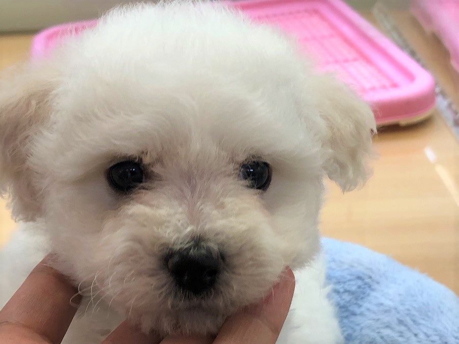 白犬を紹介する上で欠かせないポイント「三つの黒いボタン」 | ビション・フリーゼ （118242） - ペットショップ ペッツワン城山 神奈川県相模原市