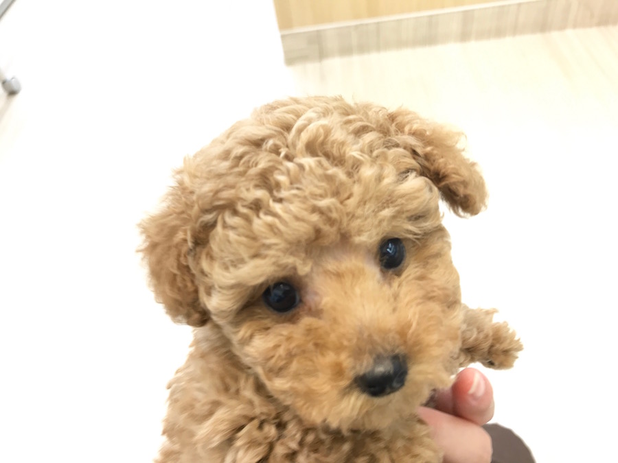 人気犬種ランキング1位は伊達じゃない！ | トイ・プードル （713575） - ペットショップ マルワン鶴見 神奈川県横浜市鶴見区
