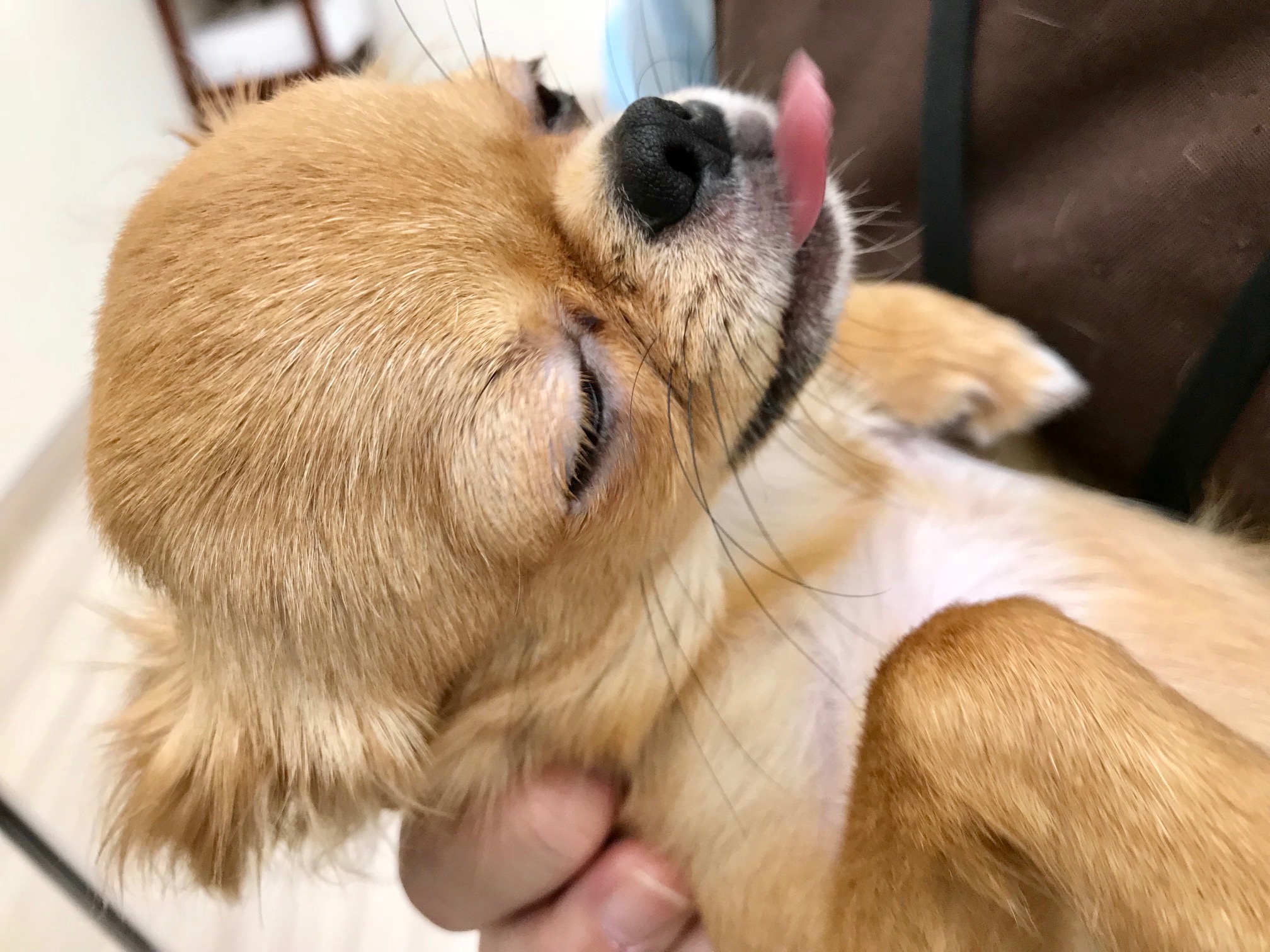 抱っこされたままスヤスヤ・・・ | 極小チワワ （512496） - ペットショップ マルワン本羽田 東京都大田区