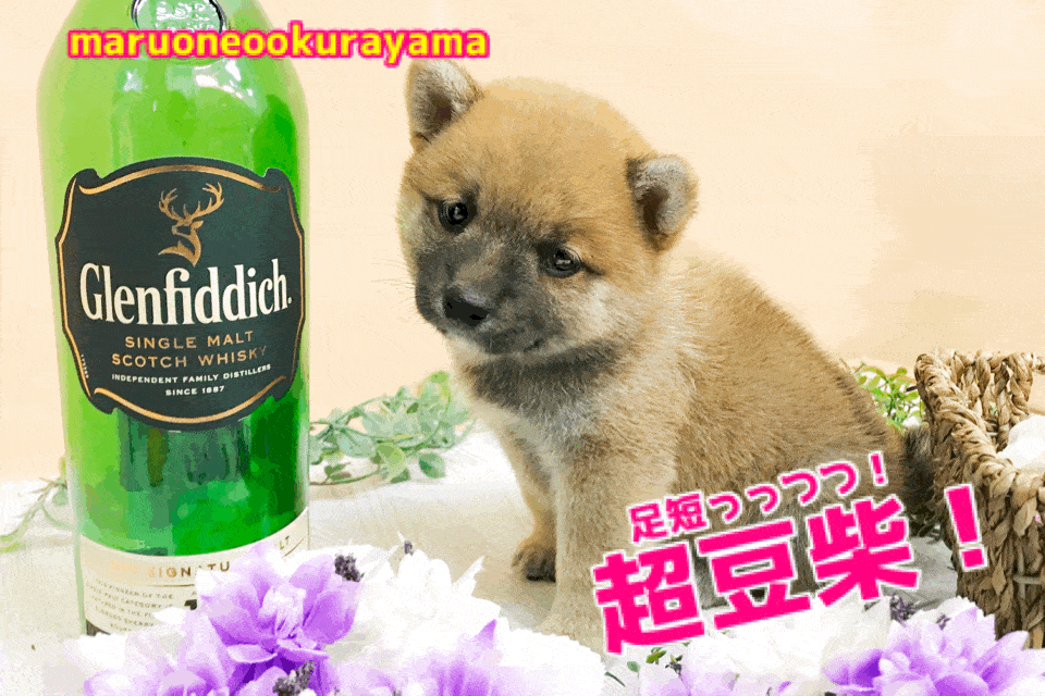 【超豆柴】足短っっっっ！柴犬王国に究極体型の豆柴が出現！ペットショップマルワン大倉山店（横浜市）｜子犬情報！No.6130708