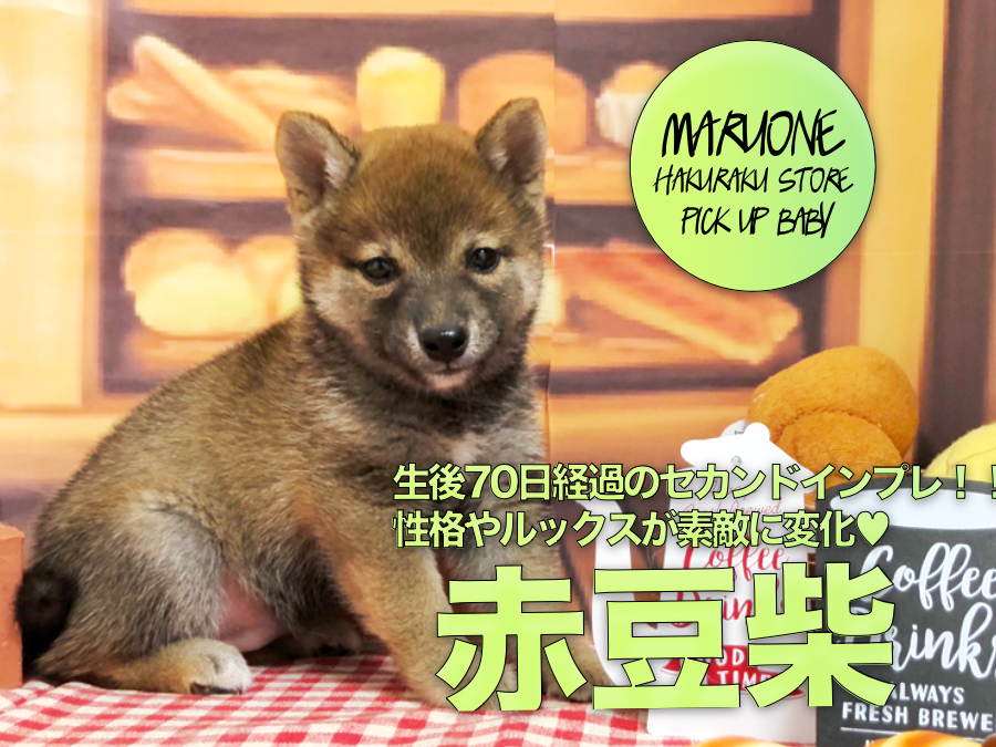 【豆柴】生後70日経過のセカンドインプレ！！性格やルックスが素敵に変化♡:ペットショップマルワン白楽店（横浜市）｜子犬情報！No.11566