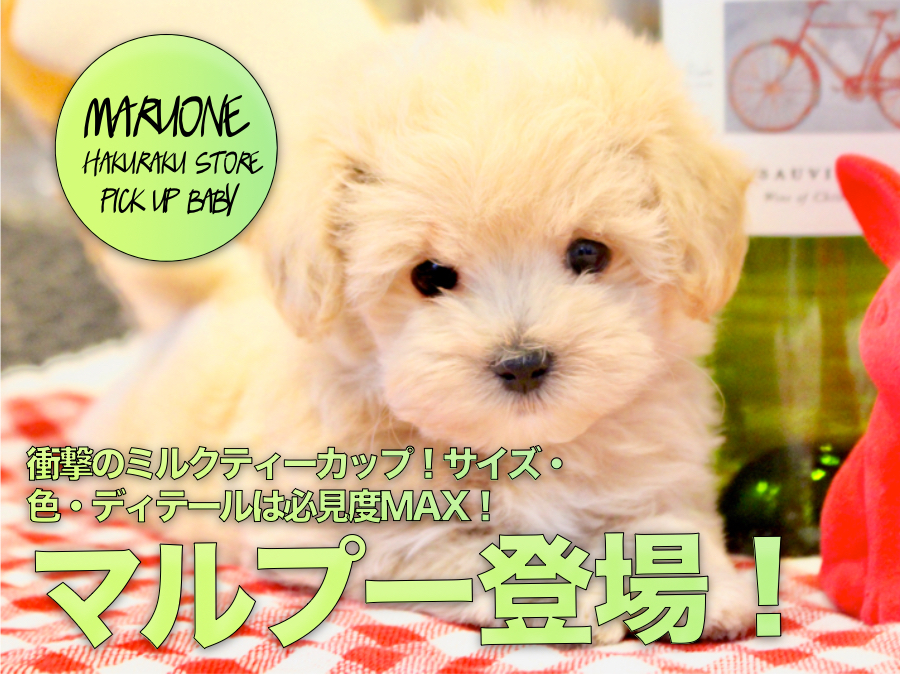 【マルプー（MIX）】衝撃のミルクティーカップ！サイズ・色・ディテールは必見度MAX！♪:ペットショップマルワン白楽店(横浜市)子犬情報!No.11569
