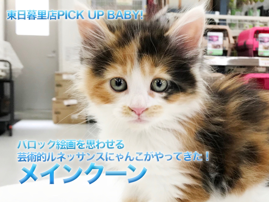 【メインクーン】バロック絵画を思わせる芸術的ルネッサンスにゃんこがやってきた！：ペットショップマルワン東日暮里店｜子猫情報！No.014220