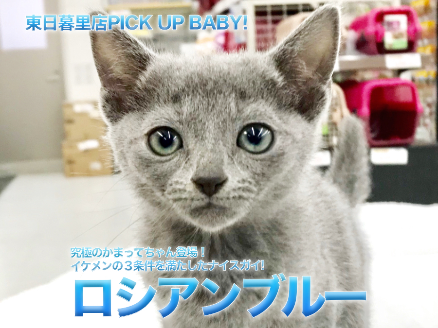 【ロシアンブルー】究極のかまってちゃん登場！イケメンの３条件を満たしたナイスガイ!：ペットショップマルワン東日暮里店（東京都荒川区）｜子猫情報！No. 014216