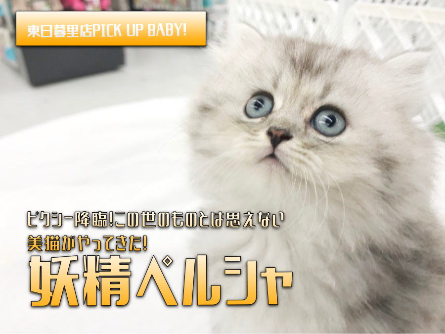 【チンチラ ペルシャ】ピクシー降臨！この世のものとは思えない美猫がやってきた！｜ペットショップマルワン東日暮里店（東京都荒川区）｜子猫情報！NO.014224