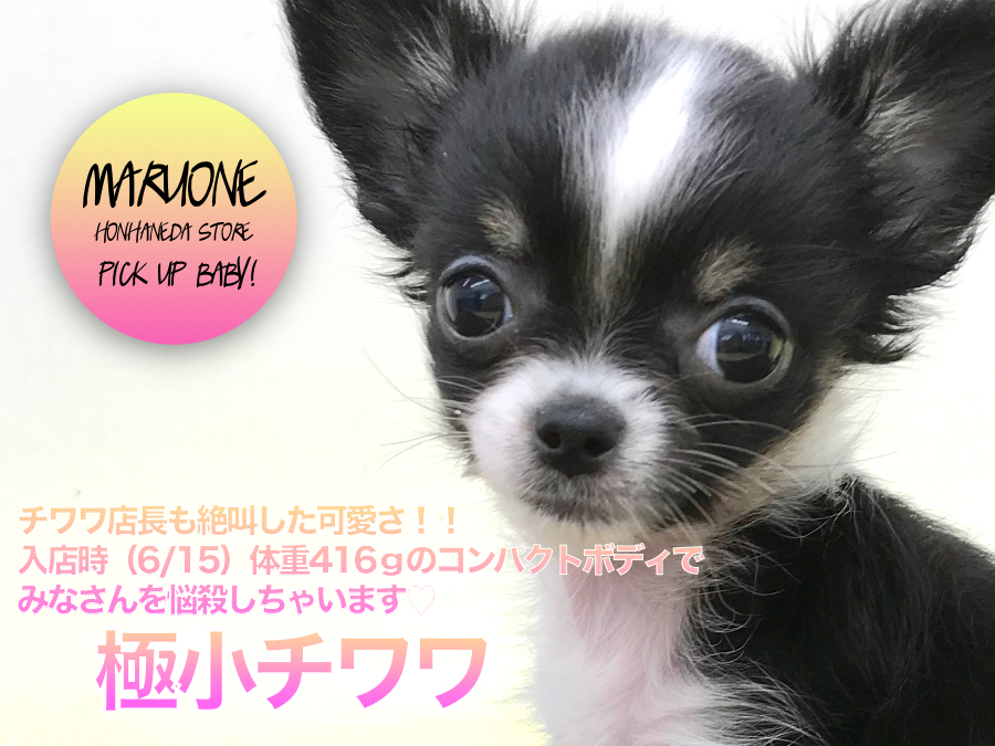 【極小チワワ】チワワ店長も絶叫した可愛さ！！入店時（6/15）体重416ｇのコンパクトボディでみなさんを悩殺しちゃいます♡：ペットショップマルワン本羽田店（東京都大田区）子犬情報！！№512538