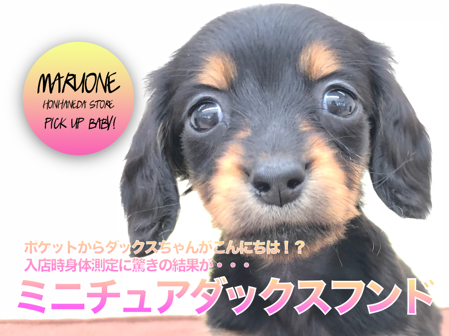 【ミニチュア・ダックスフント】ポケットからダックスちゃんがこんにちは！？入店時身体測定に驚きの結果が・・・：ペットショップマルワン本羽田店(東京都大田区)｜子犬情報！No.512540