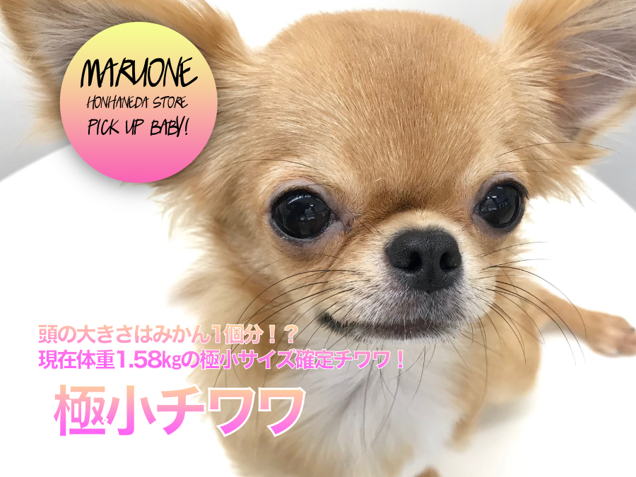 【極小チワワ】頭の大きさはみかん1個分！？☆現在体重1.58㎏の極小サイズ確定チワワ！：ペットショップマルワン本羽田店(東京都大田区)｜子犬情報！No.512496