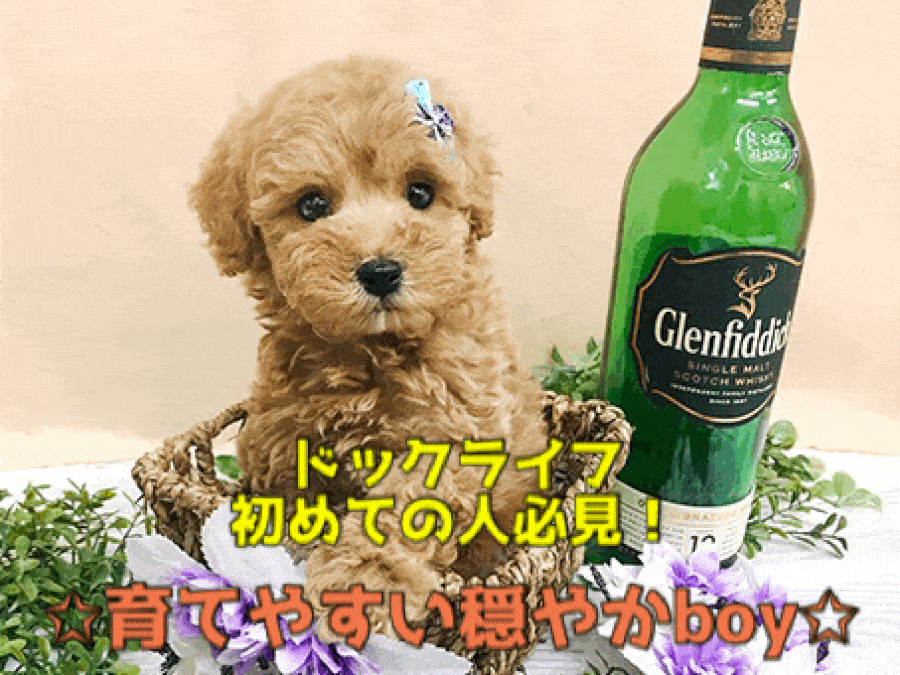 【アプリコット トイ・プードル】愛らしいお顔にうっとり見とれちゃう…♥初めての方にも育てやすい穏やかな性格の男の子：ペットショップマルワン大倉山店（横浜市港北区）｜子犬情報！No.6130703