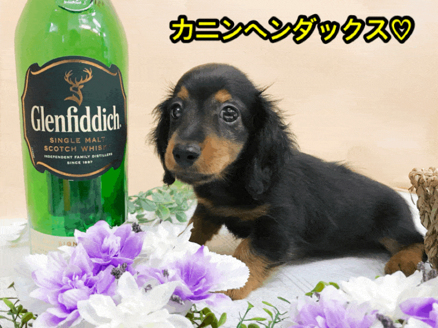 【カニンヘンダックス】ハイパー片手ヘソ天できちゃった！ミニチュアより小さいスペシャルダックス！：ペットショップマルワン大倉山店（横浜市）｜子犬情報！No.6130706