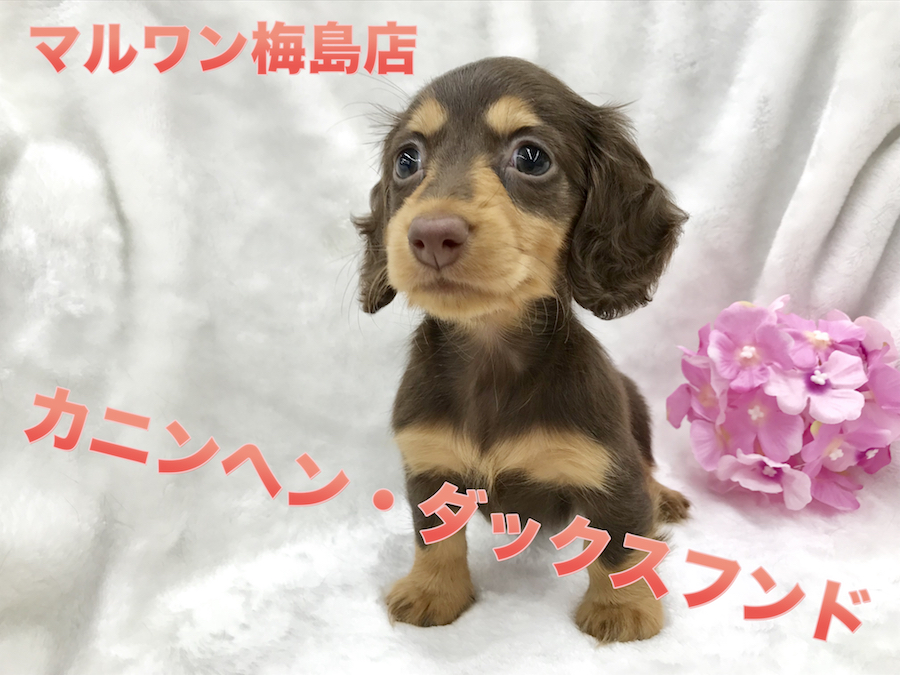 【チョコタンカニンヘン】希少！ダックス最小サイズが降臨！マズル短めのプレミアム女子！：ペットショップマルワン梅島店（東京都足立区）子犬情報！No.119116