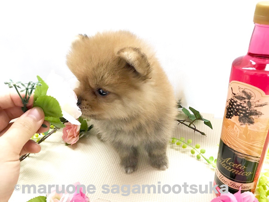 撮影用のお花をクンクン | ポメラニアン （814465） - ペットショップ マルワン相模大塚 神奈川県大和市