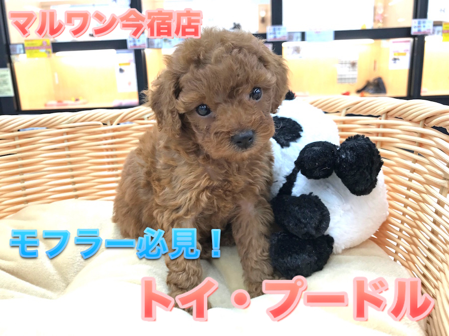 【小さめトイ・プードル】濃厚レッドのタイニーサイズ！コミカルな動きの元気娘♪：ペットショップマルワン今宿店（横浜市）｜子犬情報No.120115