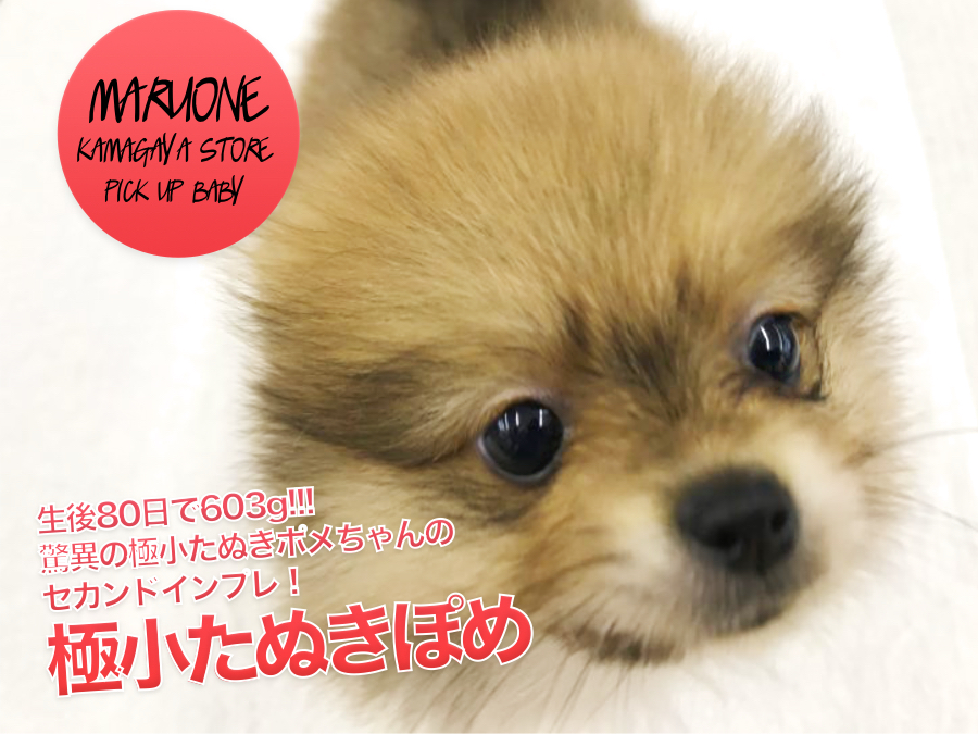 【極小ポメラニアン】生後80日で603g!!!驚異の極小たぬきポメちゃんのセカンドインプレ!:ペットショップマルワン鎌ヶ谷店(千葉県鎌ケ谷市)|子犬情報!No..17153