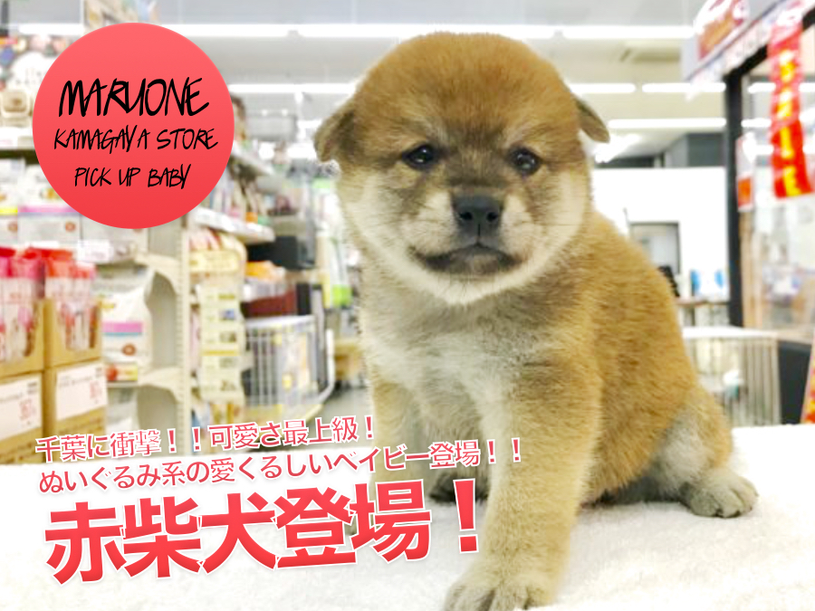【小さめ柴犬】千葉に衝撃！！可愛さ最上級！ぬいぐるみ系の愛くるしいベイビー登場！！｜ペットショップマルワン鎌ヶ谷店（千葉県鎌ケ谷市）｜子犬情報No.117156