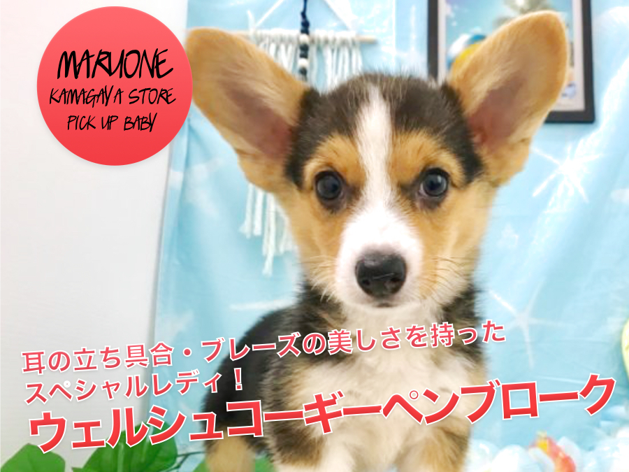 【黒コーギー】耳の立ち具合・ブレーズの美しさを持ったスペシャルレディ！：マルワン鎌ヶ谷店（千葉県鎌ケ谷市）オススメ子犬情報！No.117151