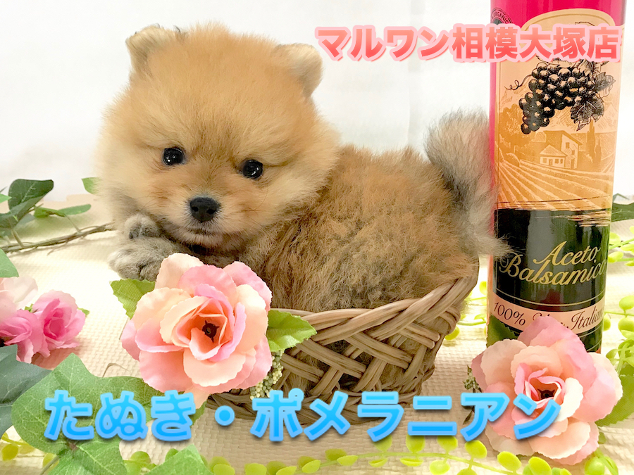 【たぬき・ポメラニアン】極上のマズルとショートボディー！憧れのたぬきっぽめはこの子で決まり！：ペットショップマルワン相模大塚店（神奈川県大和市）子犬情報！No.814465