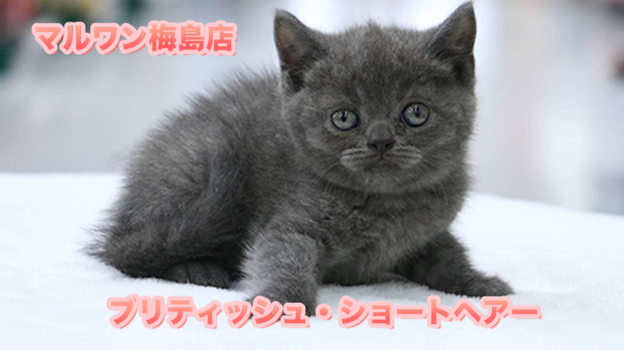 【ブリティッシュ・ショートヘア】高級感漂う深いブルーの被毛はアメジスト級！都内イチの二重アゴがたまらない♥：ペットショップマルワン梅島店（東京都足立区）子猫情No.119108