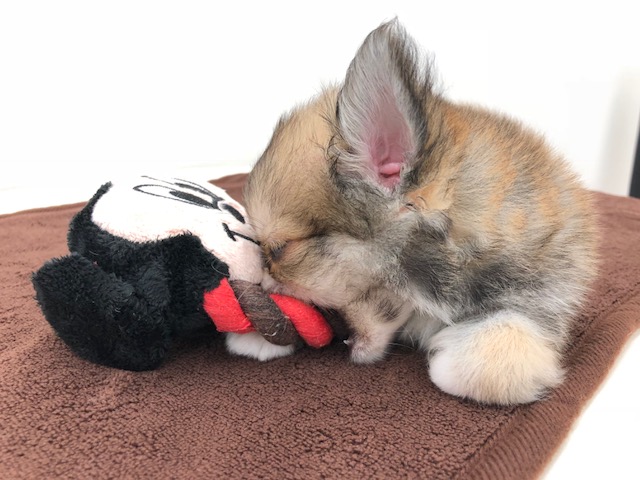 おもちゃを咥えたまま寝てしまいました | チワワ（極小） （512542） - ペットショップ マルワン本羽田 東京都大田区