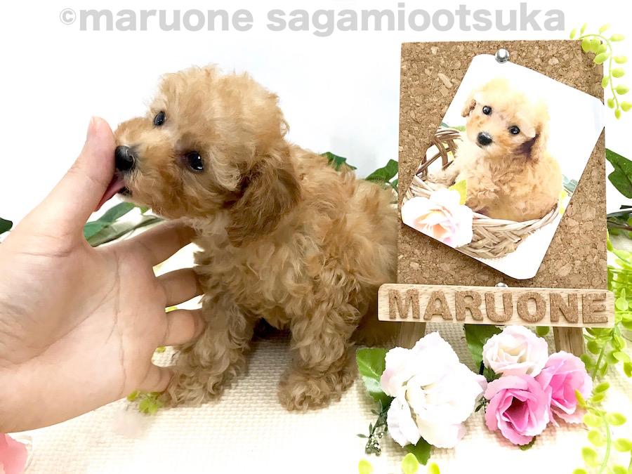 明るく陽気なボジティブっ子♪ | トイ・プードル （814469） - ペットショップ マルワン相模大塚 神奈川県大和市