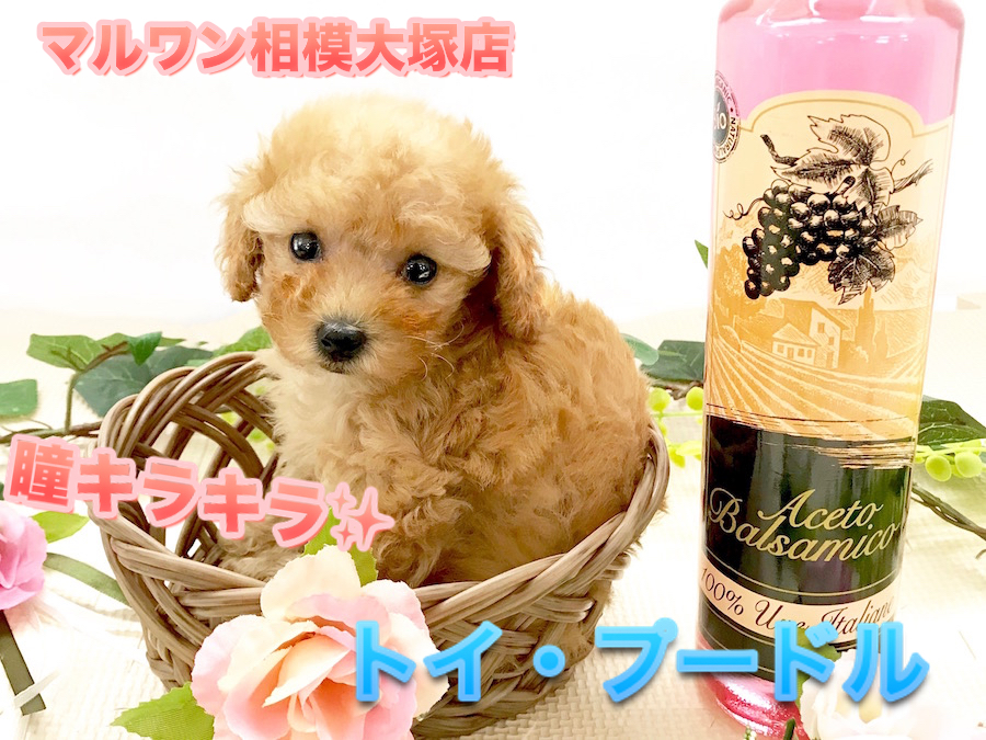 【小さめトイ・プードル】将来はタイニーサイズ！潤んだ瞳が可愛すぎ！アップ写真がCUTEすぎて観覧注意♪：ペットショップマルワン相模大塚店（大和市）｜仔犬情報No.814469
