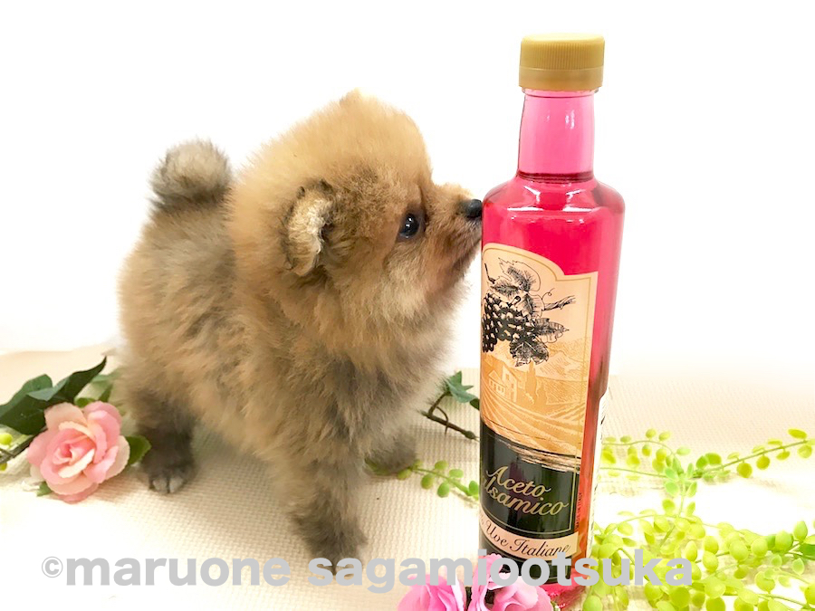 とっても好奇心旺盛 | ポメラニアン （814465） - ペットショップ マルワン相模大塚 神奈川県大和市