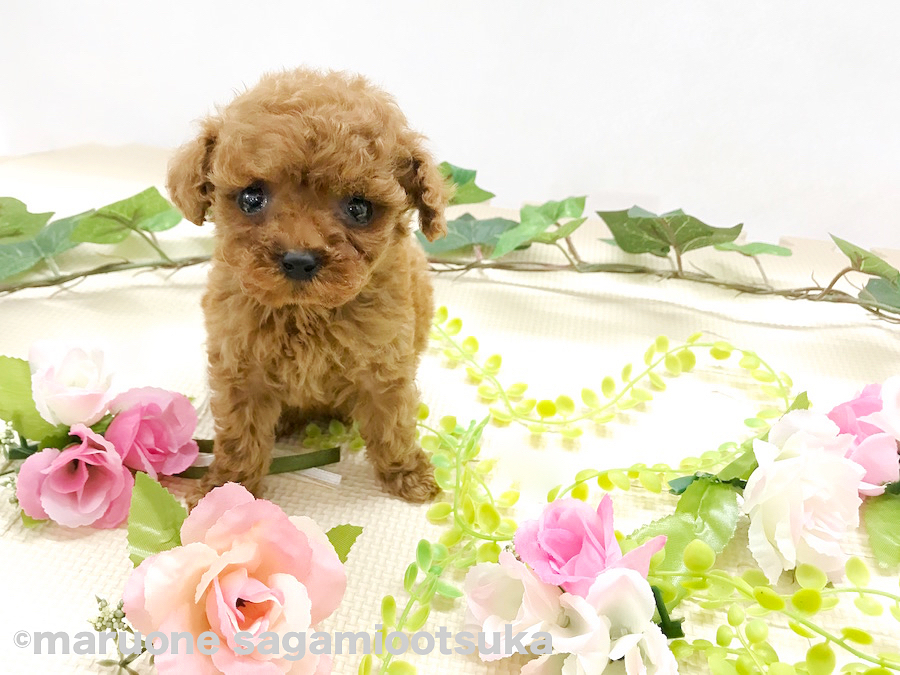 お花畑の中にちょこんと座るティーカップちゃん | トイ・プードル （814466） - ペットショップ マルワン相模大塚 神奈川県大和市
