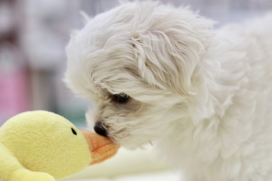 環境に馴染むのも早い犬種です | マルチーズ （311786） - ペットショップ マルワン港北ニュータウン 神奈川県横浜市都筑区