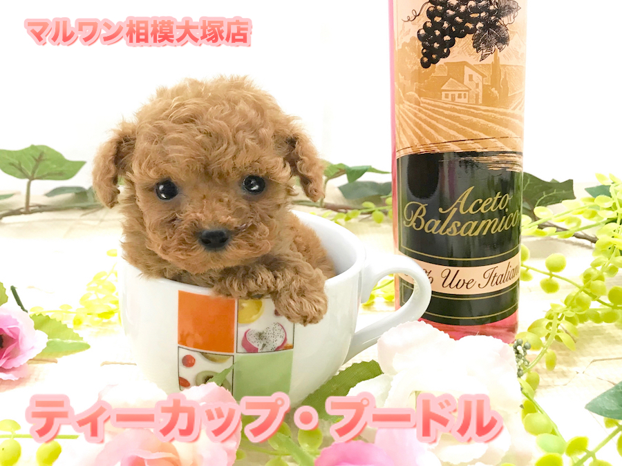 【ティーカップ・プードル】アニメの世界から飛び出してきた！？神奈川県No.1の小ささ！ダイヤの様に輝く瞳は100カラット！：ペットショップマルワン相模大塚店（神奈川県大和市）No.814466