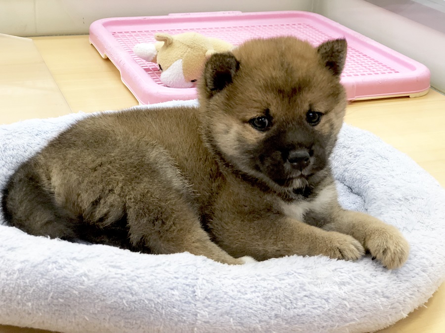 柴犬 （118249） - ペットショップ ペッツワン城山 神奈川県相模原市