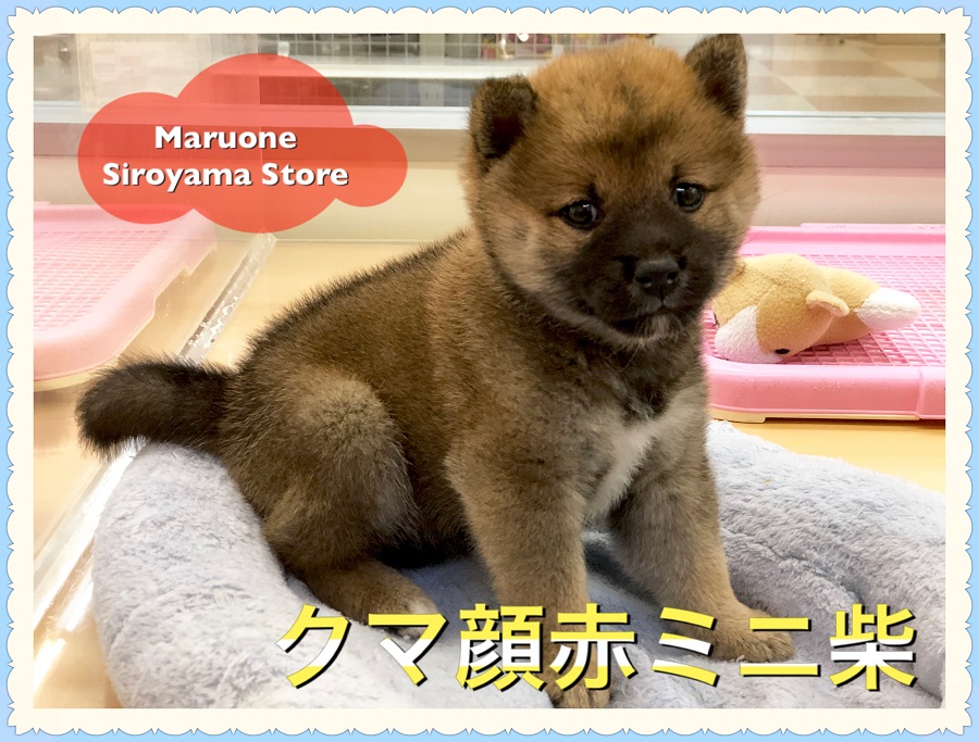 【クマ顔ミニ柴犬】過去NO.１のおっとりさん！初めてワンコを迎える方に最適です♪：ペットショップペッツワン城山店（神奈川県相模原市）｜子犬情報｜NO.118249