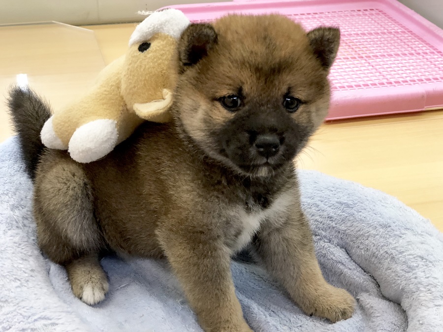 若干ドヤ顔！笑 | 柴犬 （118249） - ペットショップ ペッツワン城山 神奈川県相模原市