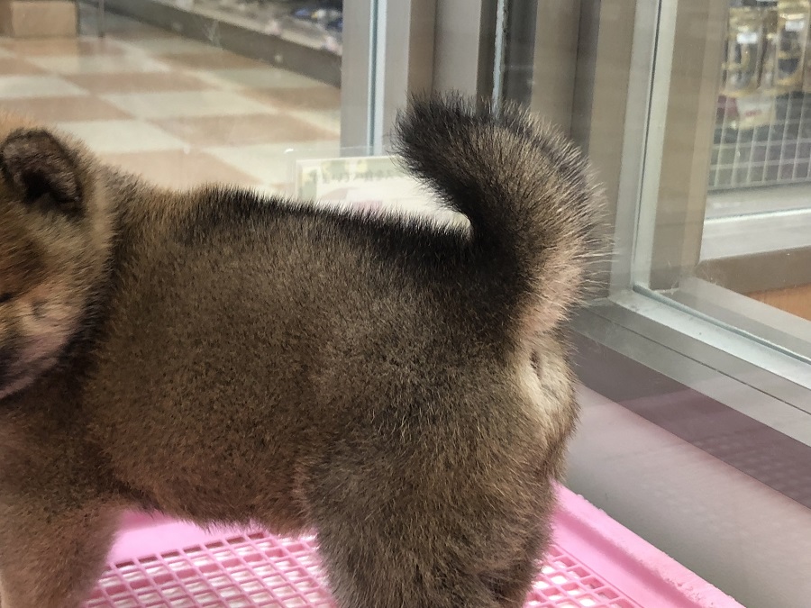 可愛らしい巻尾♡ | 柴犬 （118249） - ペットショップ ペッツワン城山 神奈川県相模原市