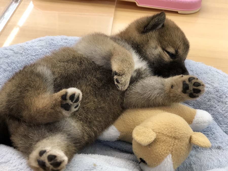 どこまでも無抵抗 | 柴犬 （118249） - ペットショップ ペッツワン城山 神奈川県相模原市