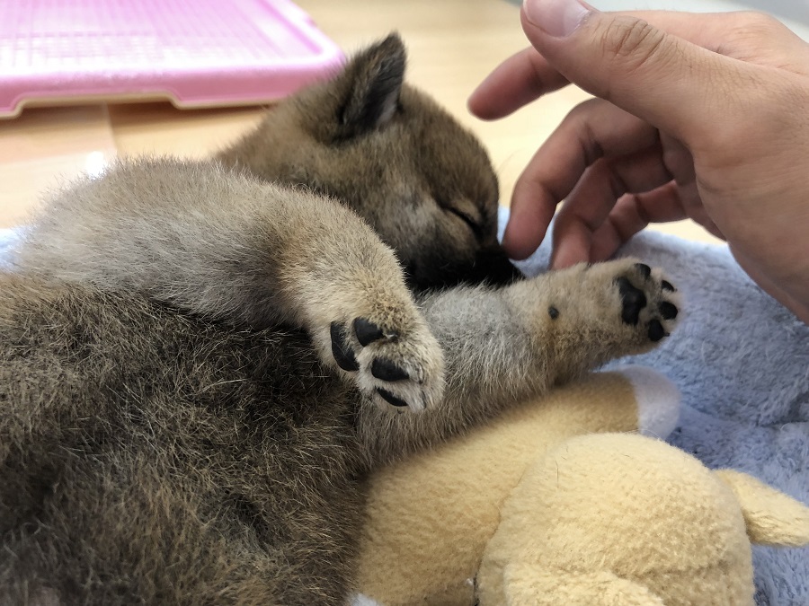 額をなでなでするだけで夢の中へ | 柴犬 （118249） - ペットショップ ペッツワン城山 神奈川県相模原市